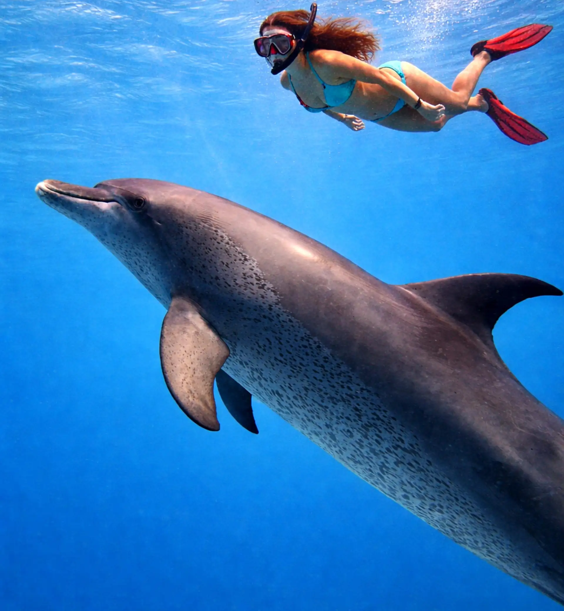Dolphin 54365